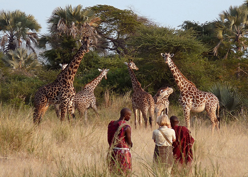 African safari landscape